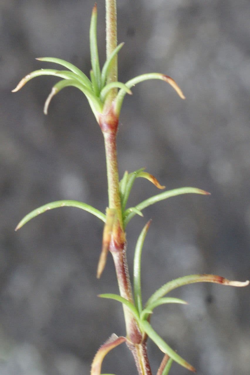 Centonchio perenne 14