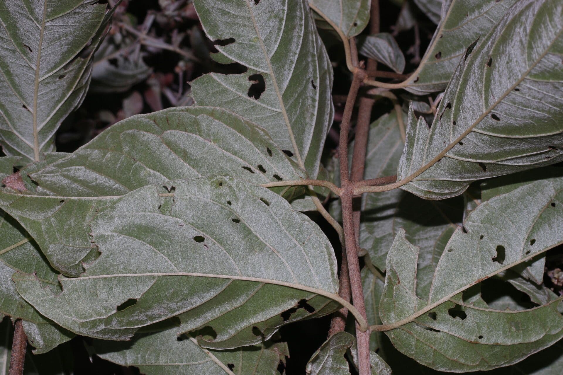 Banisteriopsis muricata 10