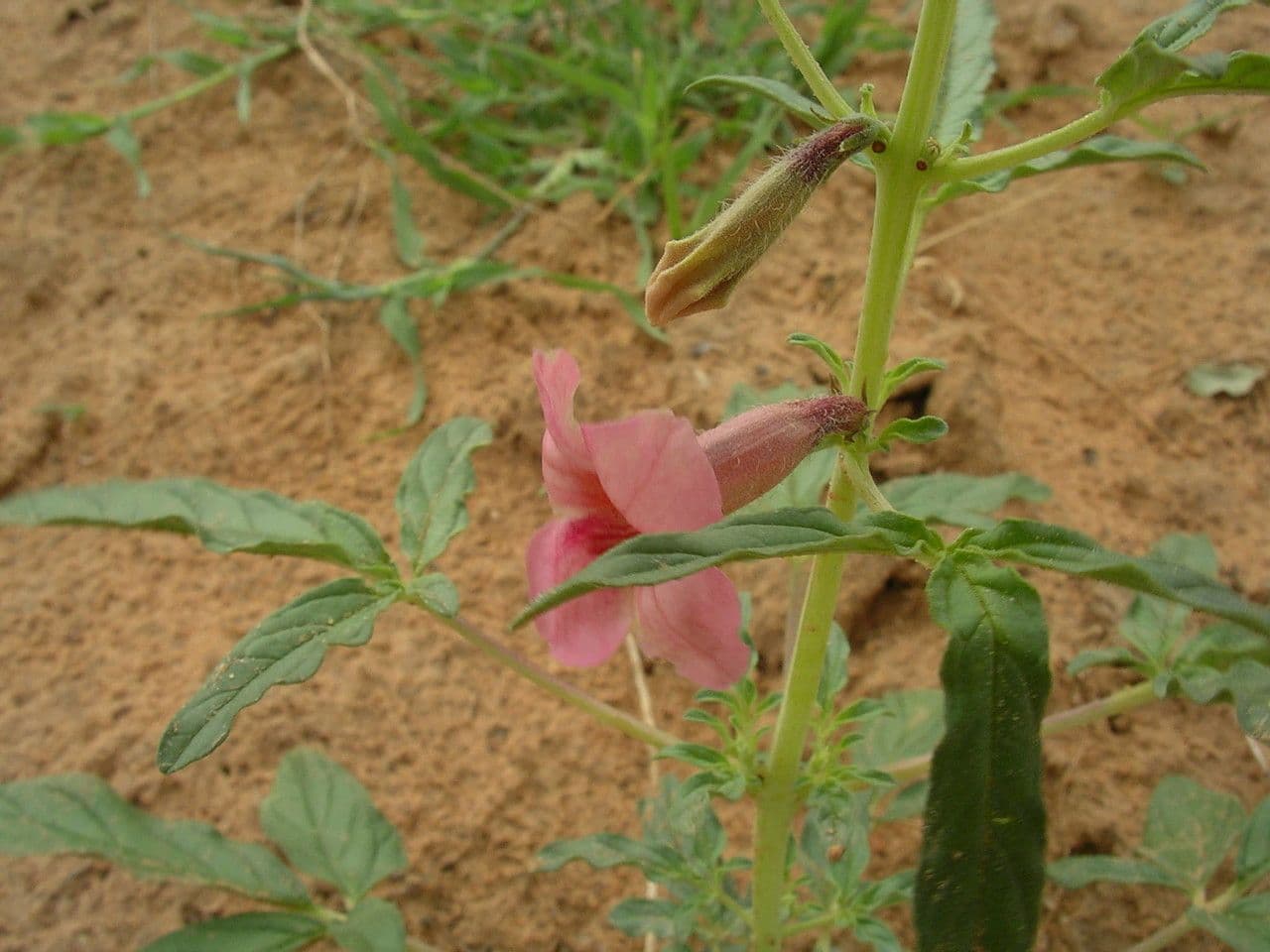 Sesamo alato 11