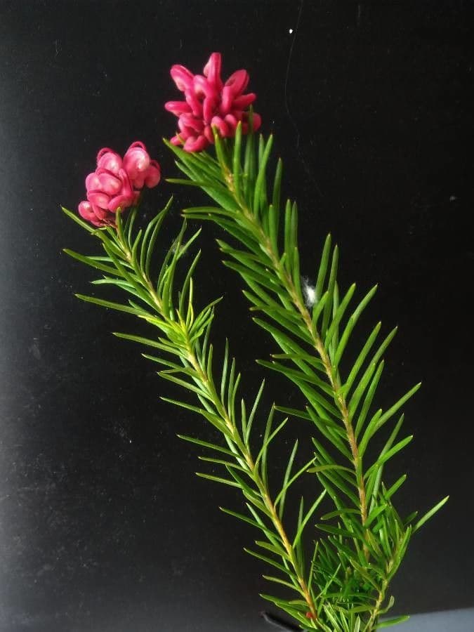 Rosmarinblättrige Grevillea 16