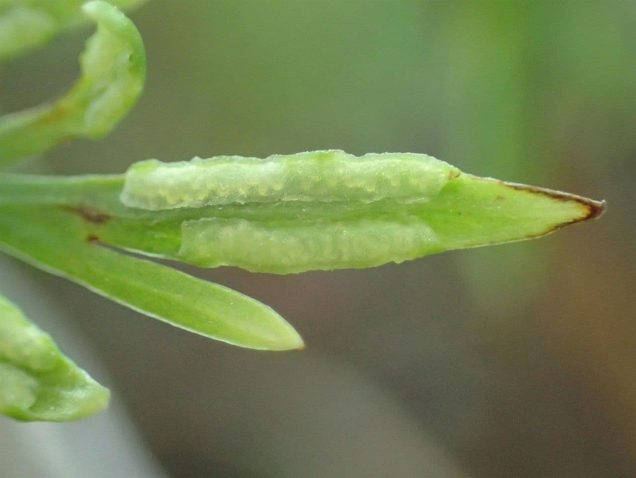 Onychium japonské 7