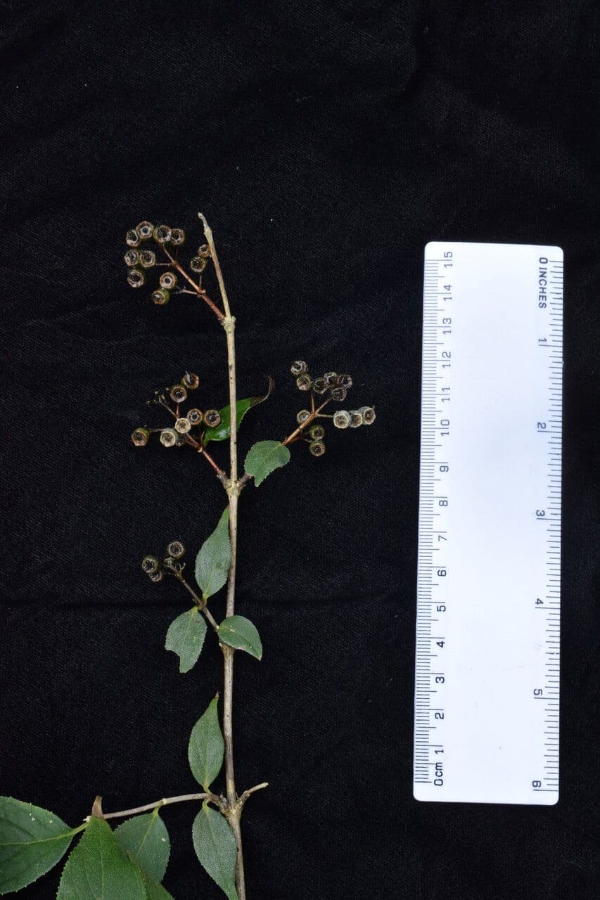 Deutzia 16