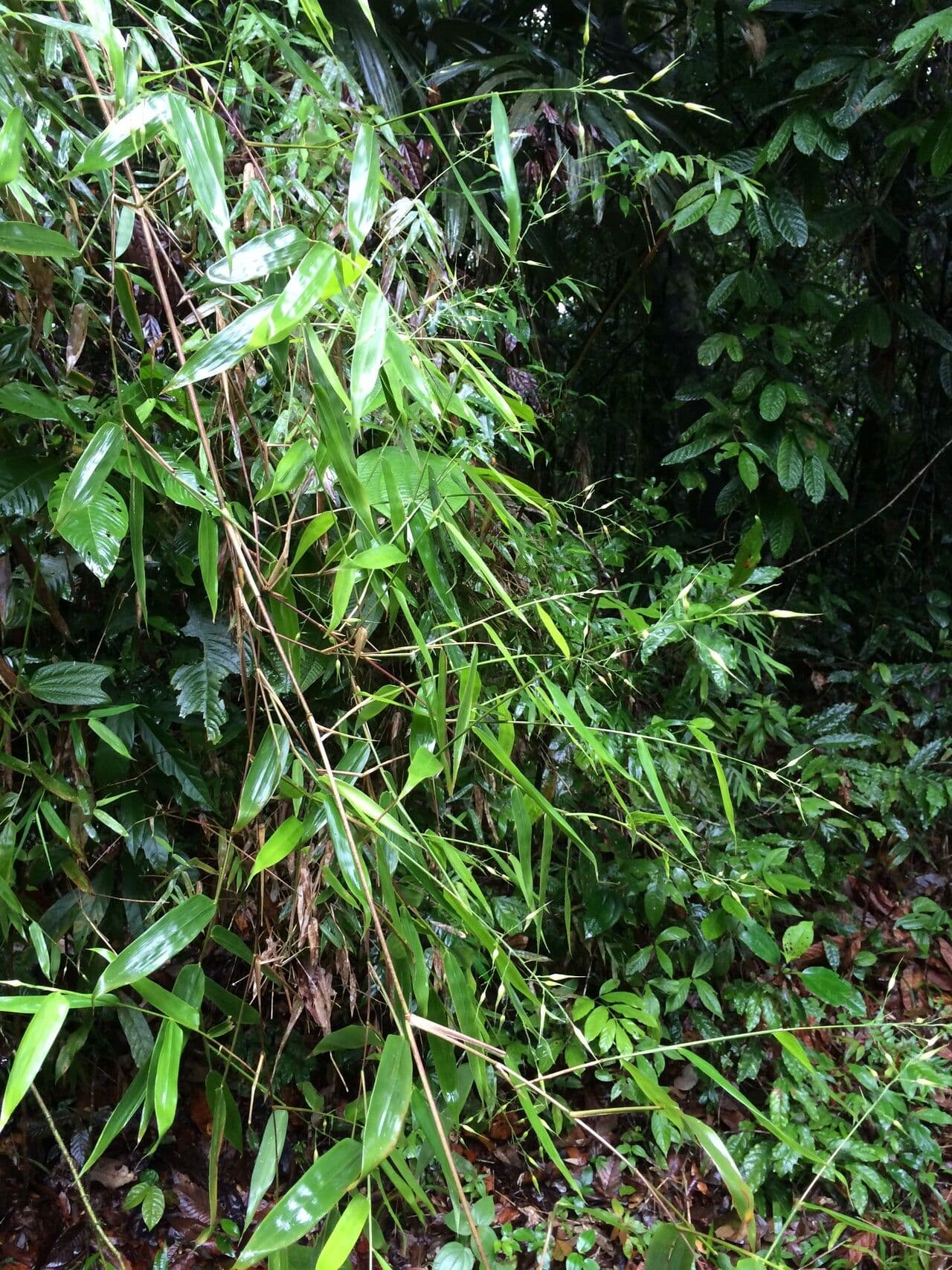 Olyra latifolia 9
