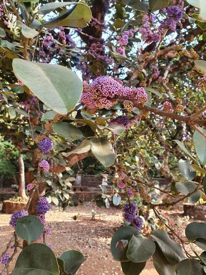 Callicarpa 6