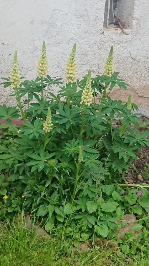 Weiße Lupine 12