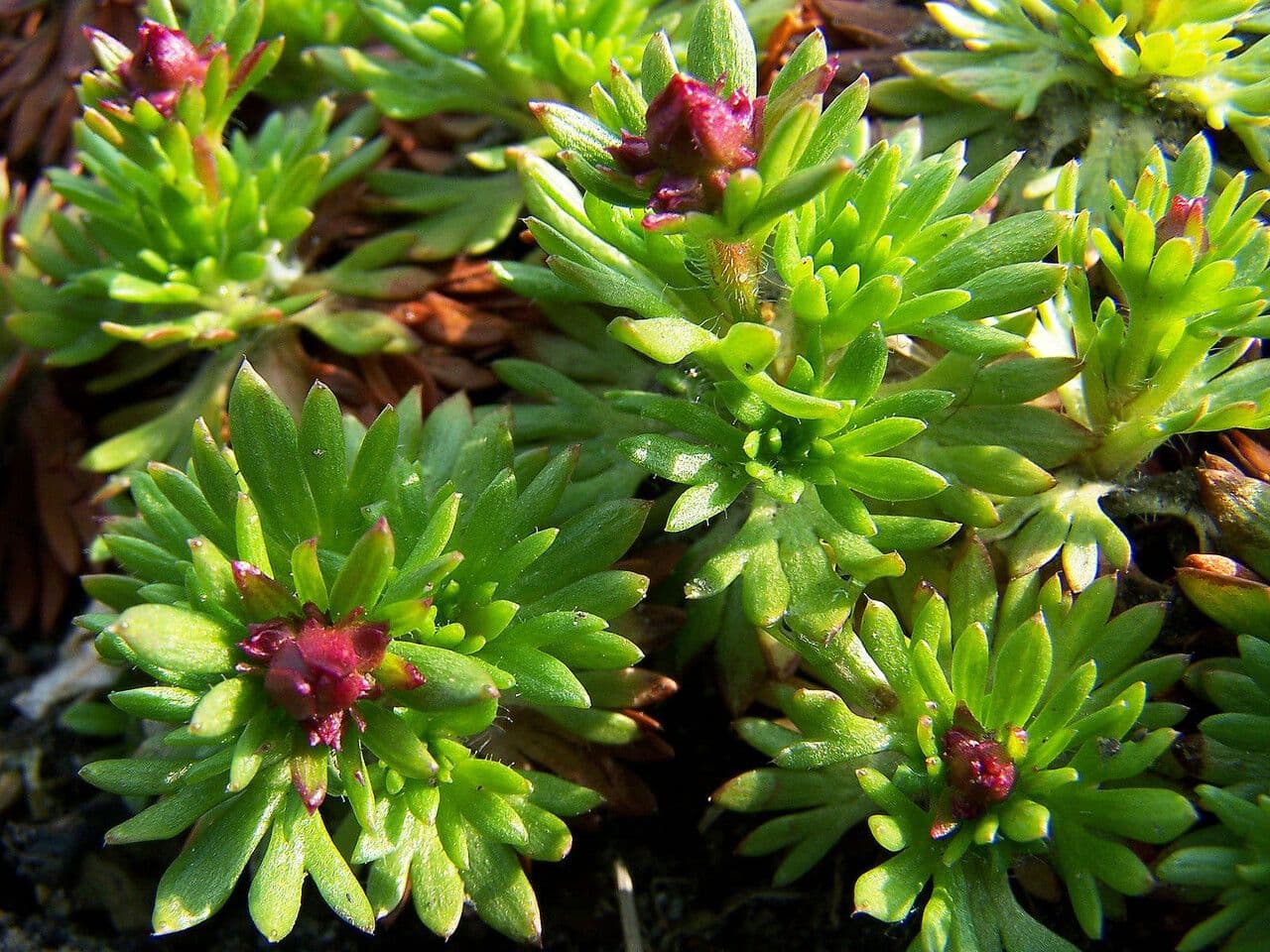 Sassifraga praetermissa 10