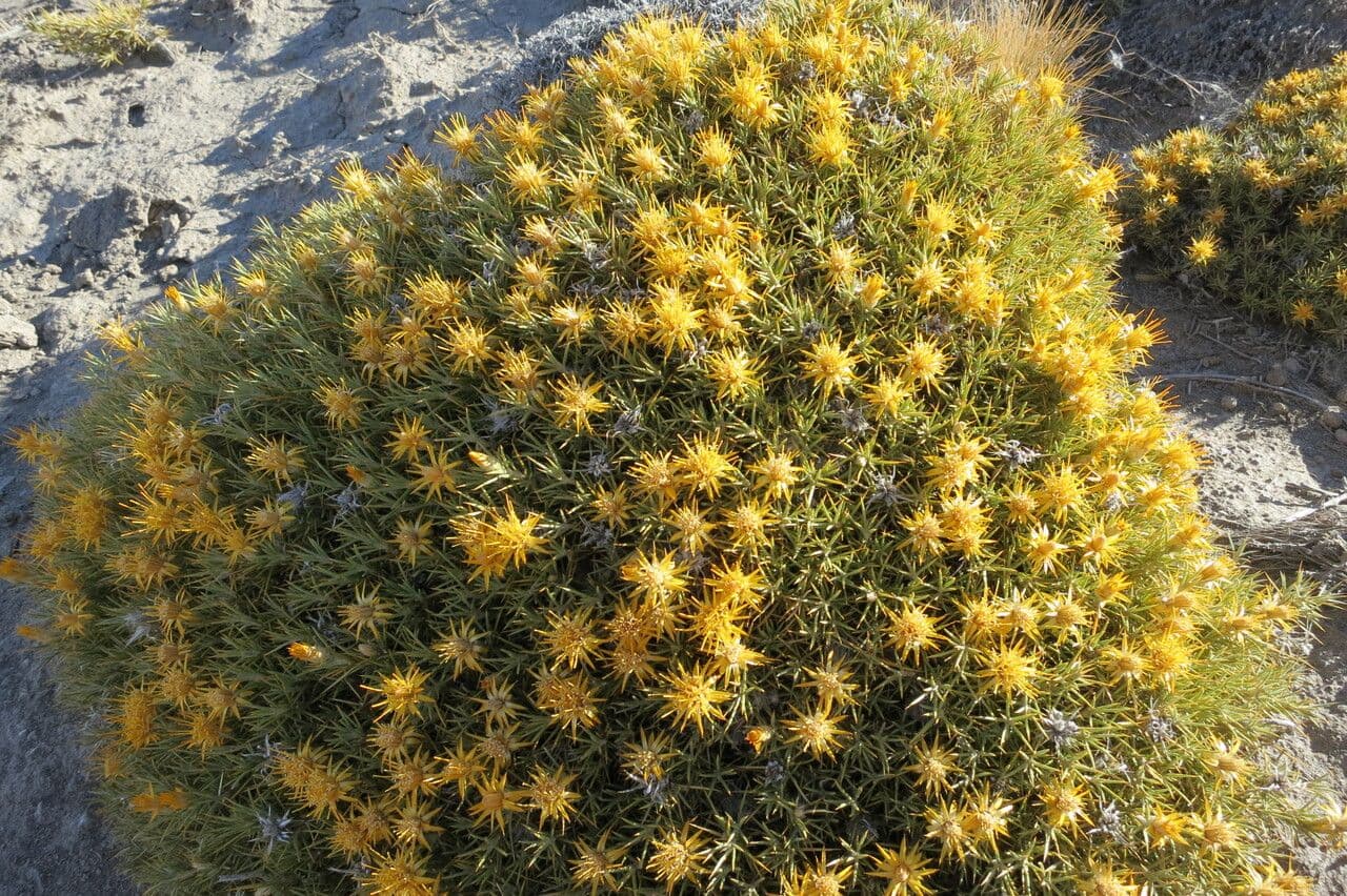 Chuquiraga 4