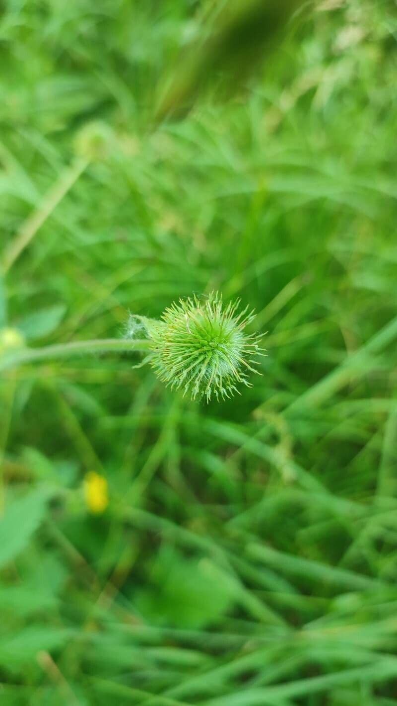 Geum de Alepo 5