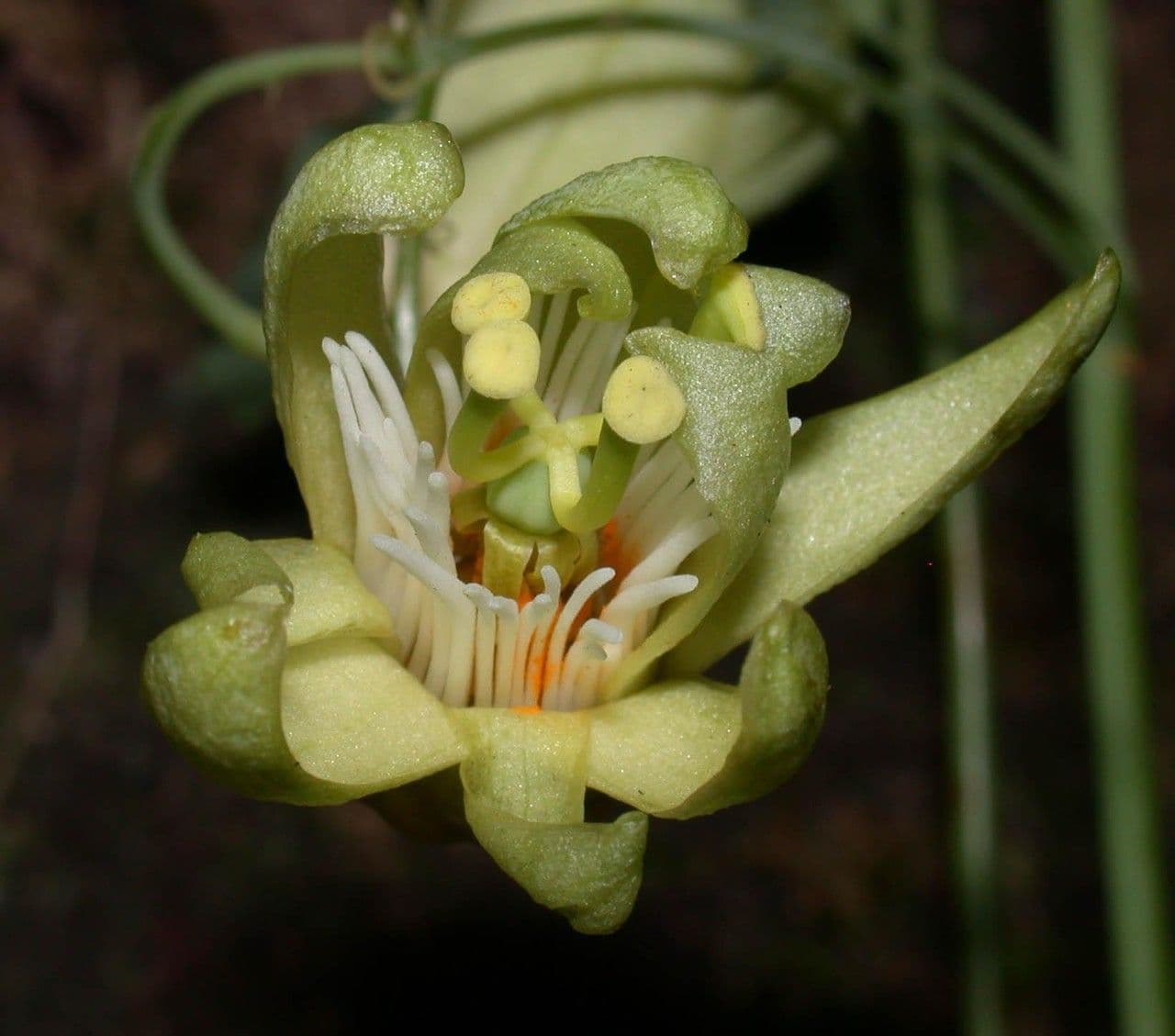 Passiflora 9