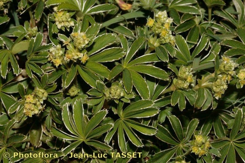 Alchemilla catalaunica
