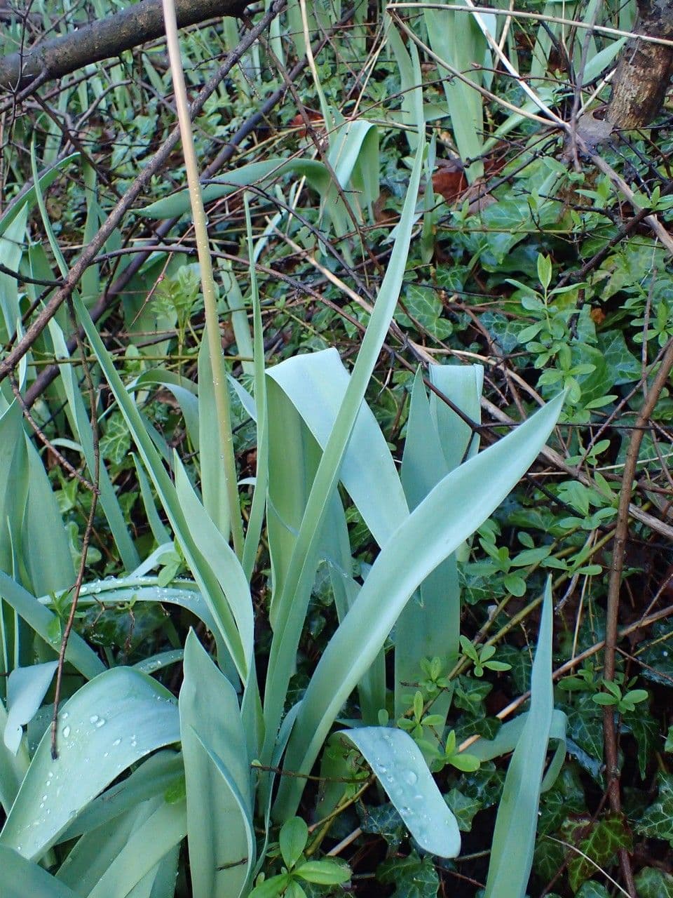 Tulipano 14