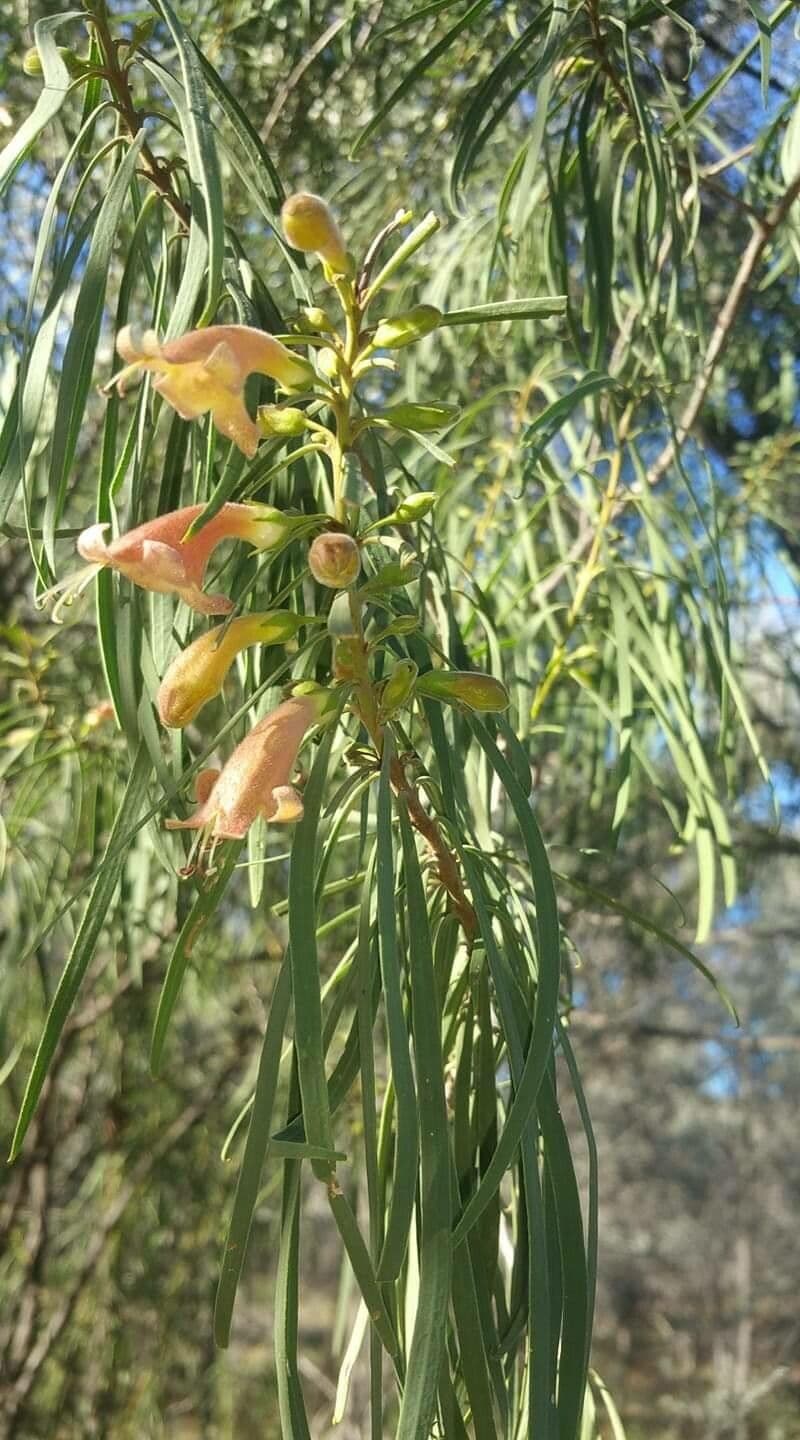 Eremophila dlouholistá