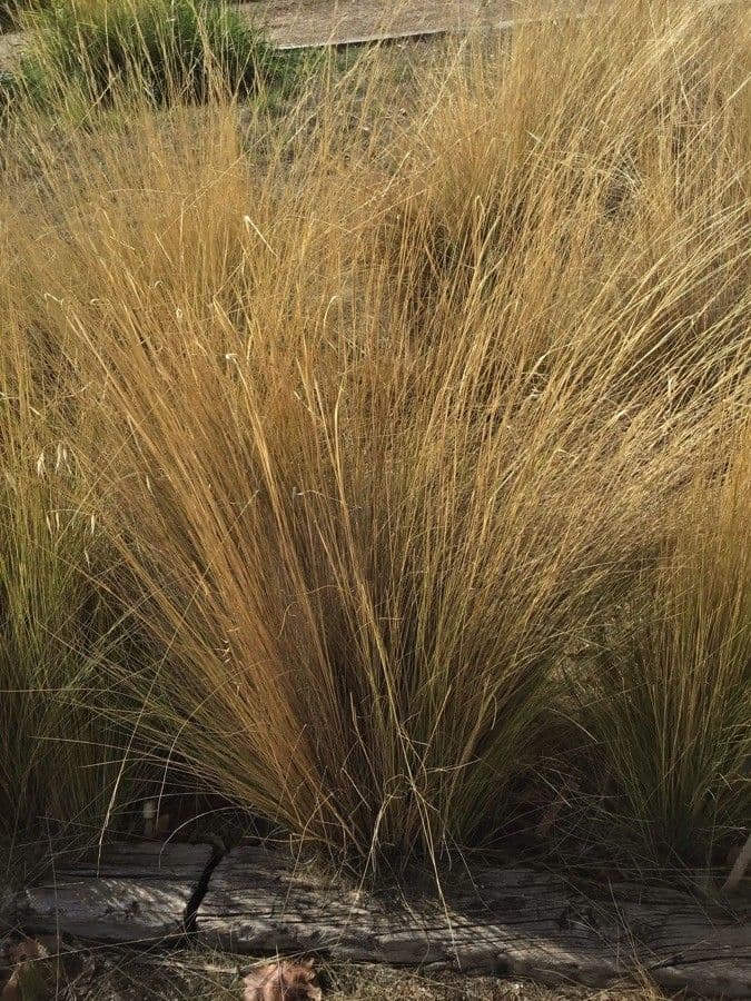 Stipa 3