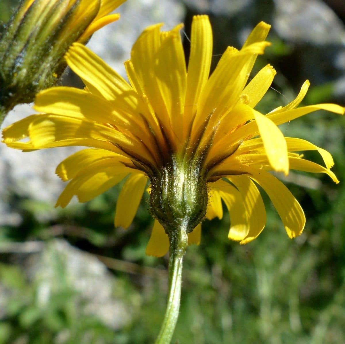 Radicchiella dolcigna 10