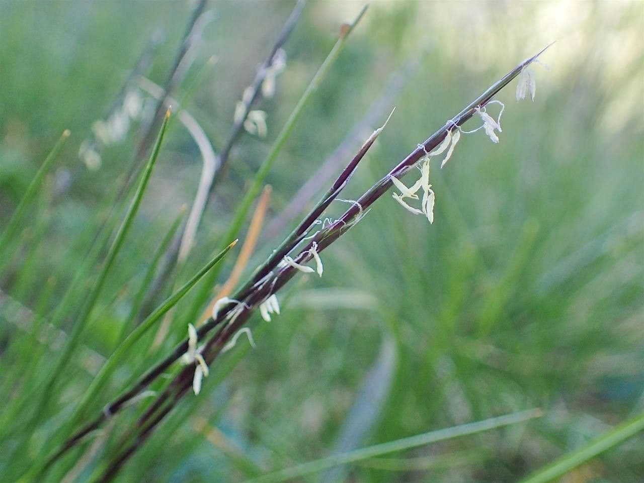 Cervino