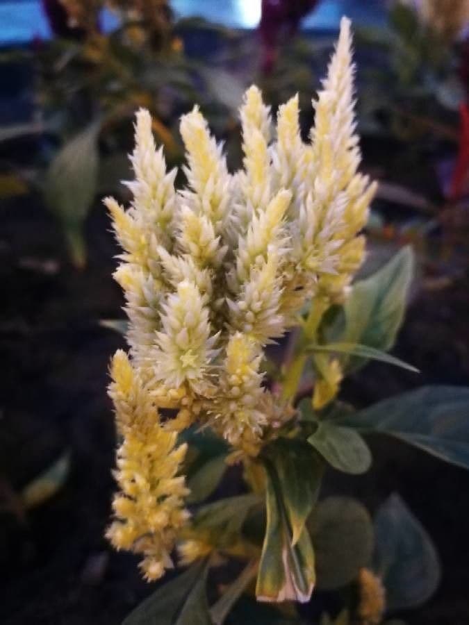 Celosia argentea 8