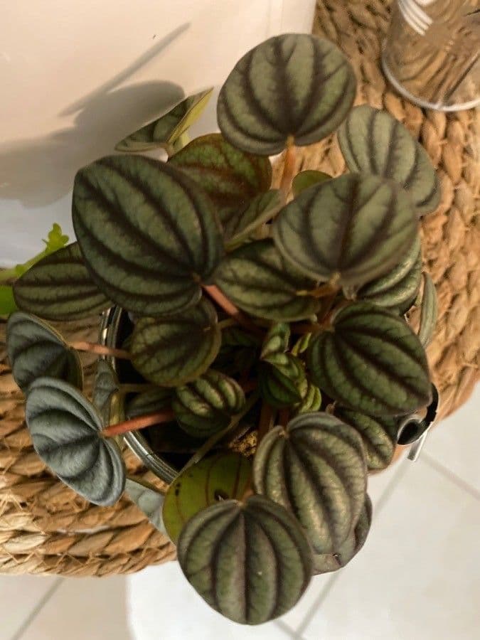Peperomia a strisce bianche 9