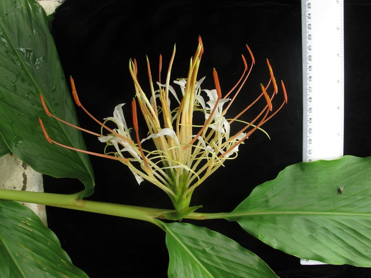 Hedychium 3