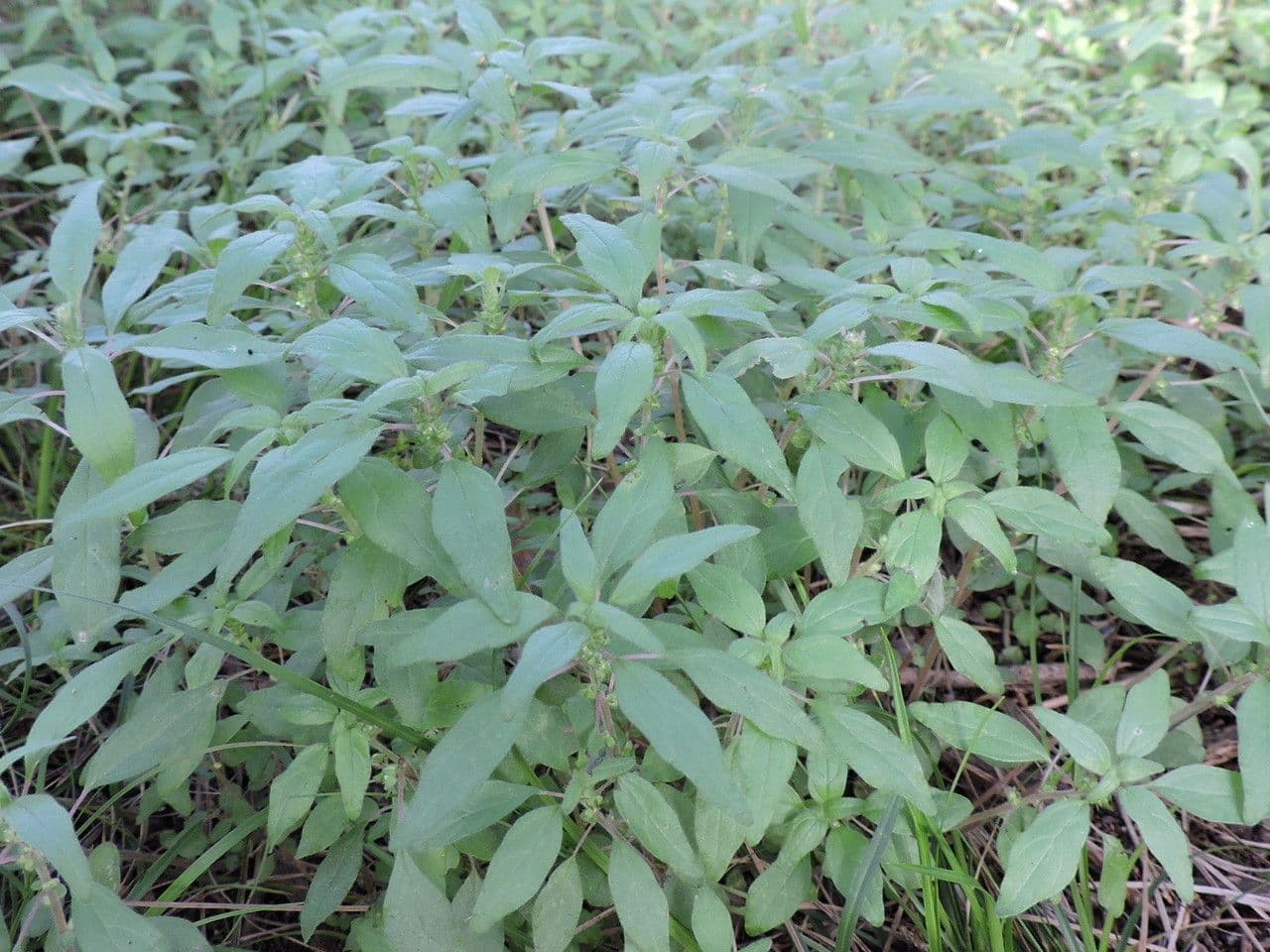 Parietaria pensilvanica 11