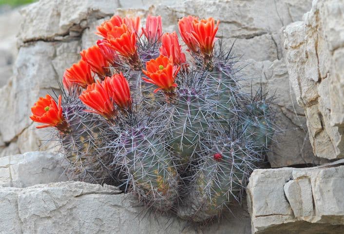Echinocereus coccineus 10