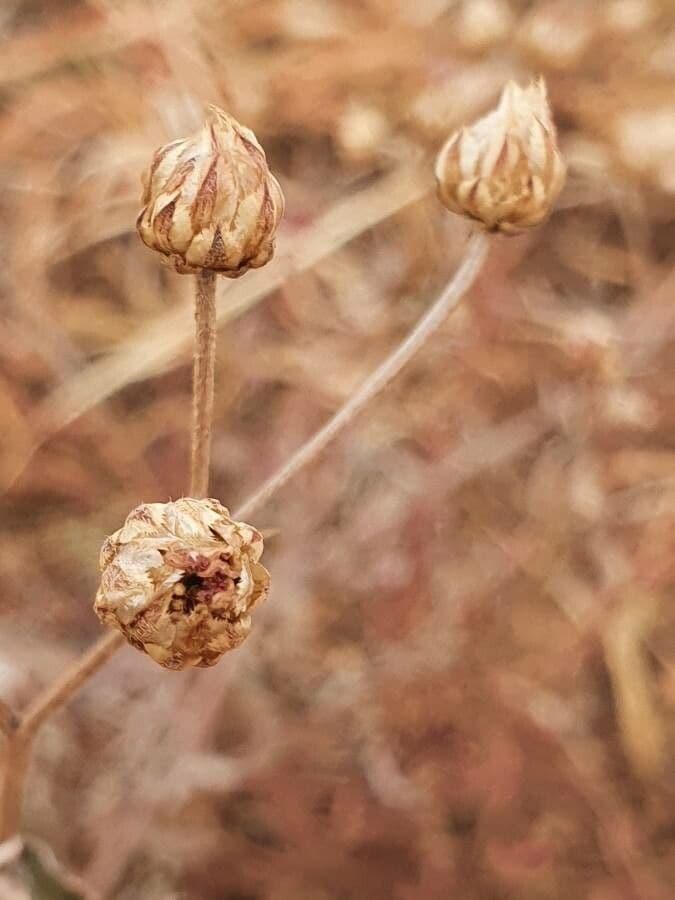Gutenbergia