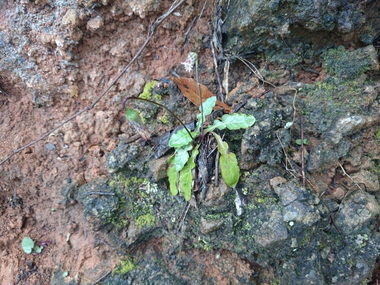 Chaptalia texana 9