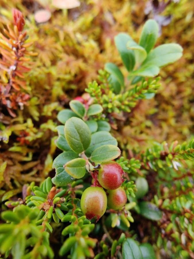 Borówka brusznica 4