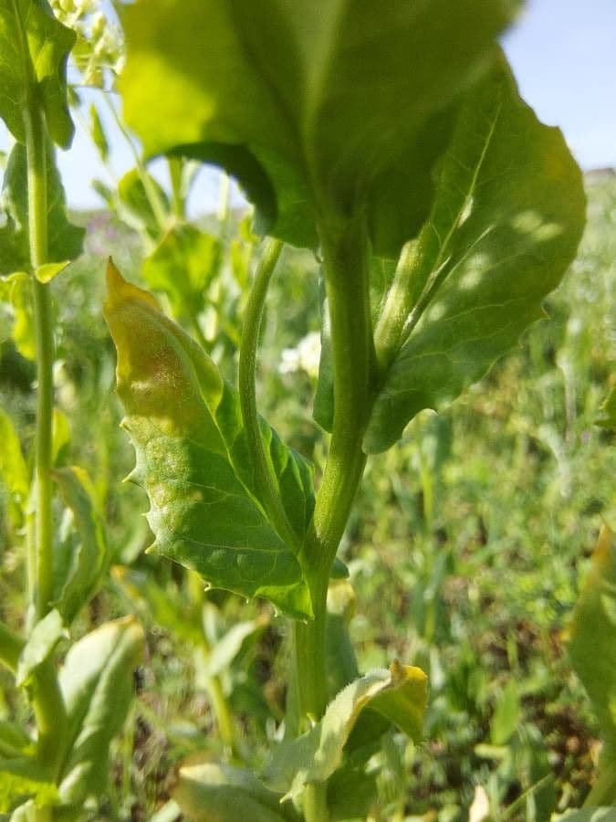 Draba 25