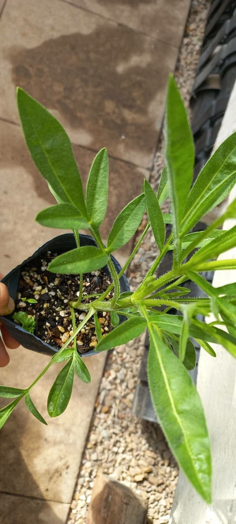 Coreopsis grandiflora 19