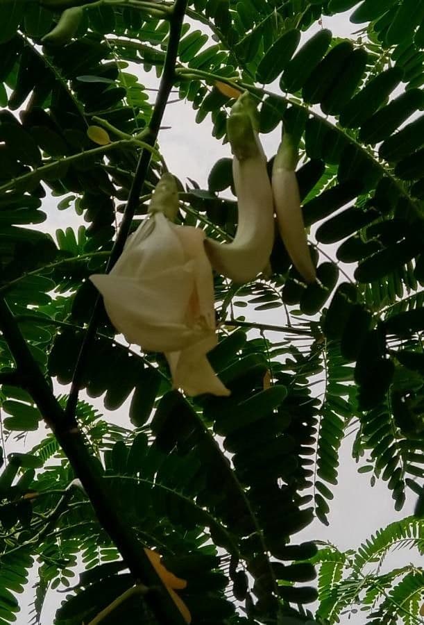 Sesbania grandiflora 10