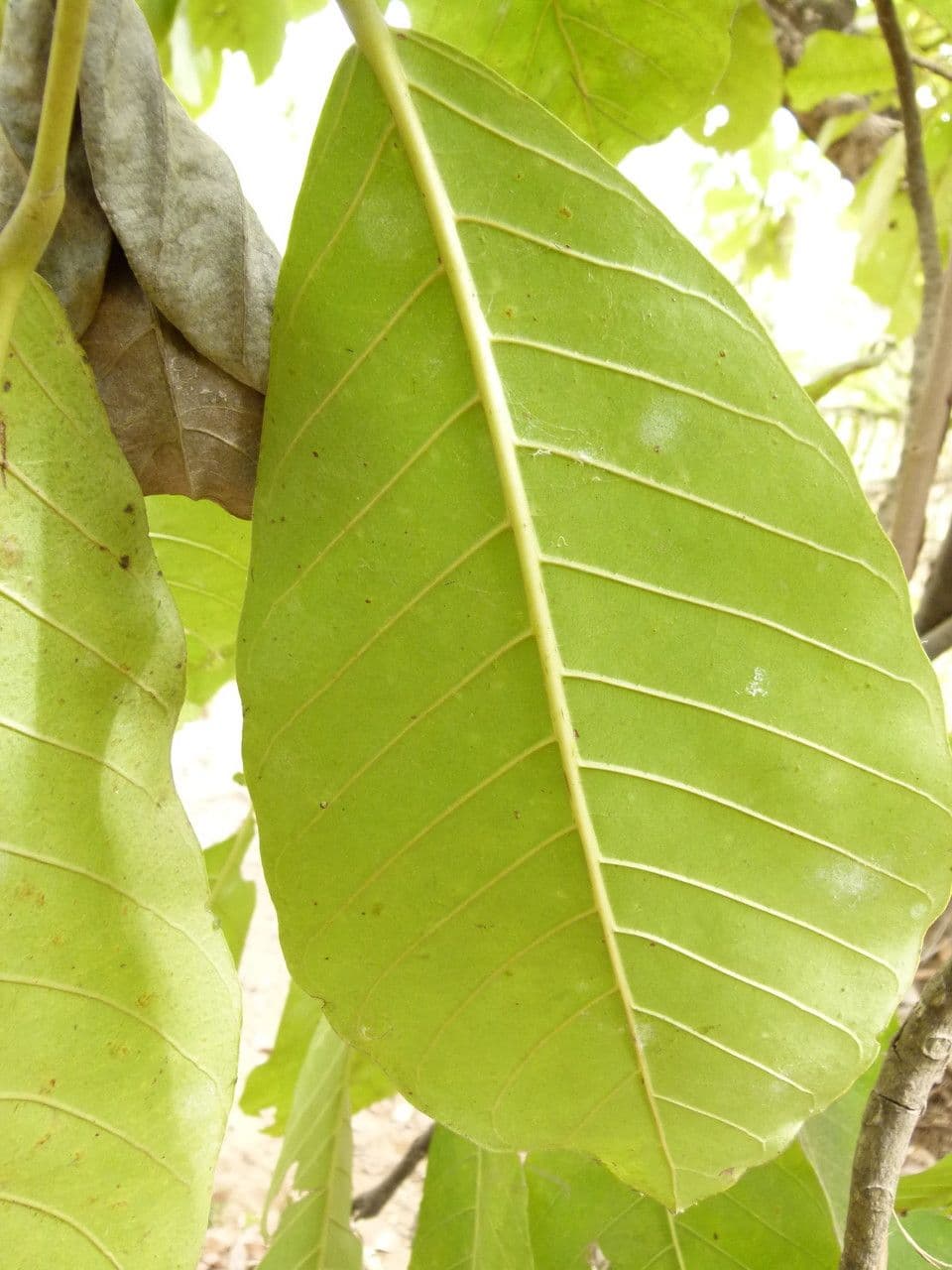 Togo-Uapaca 8