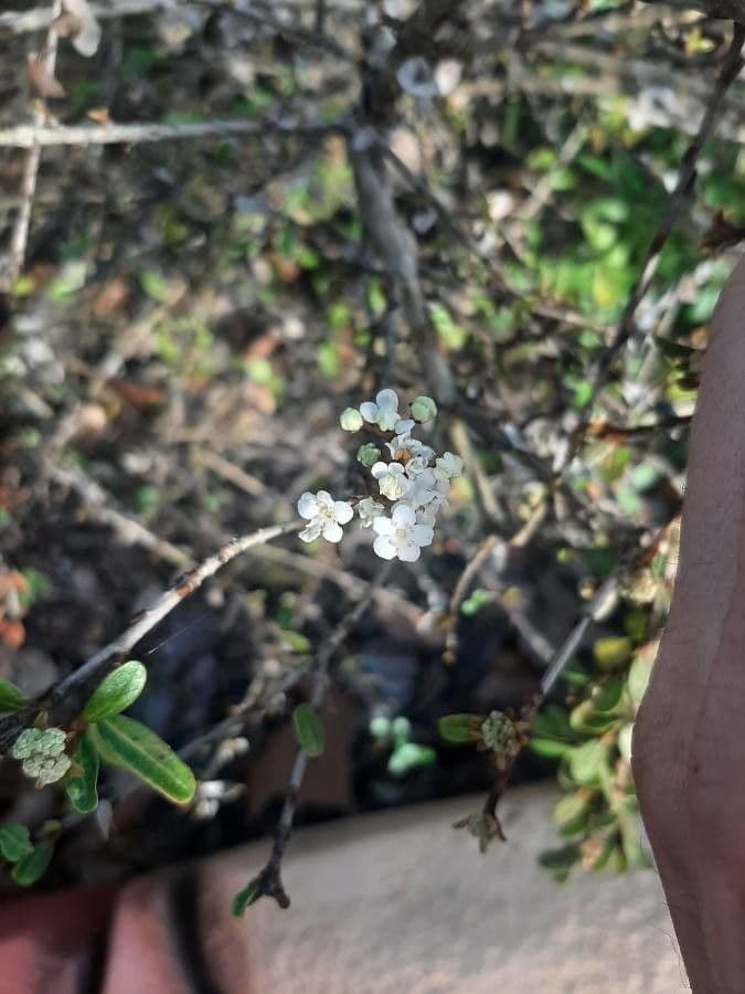 Ceanothus 8