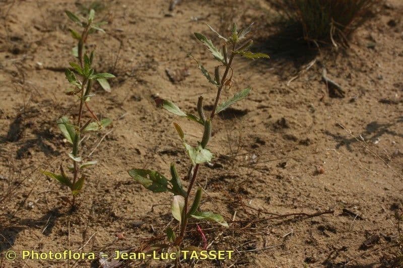 Onagra laciniata