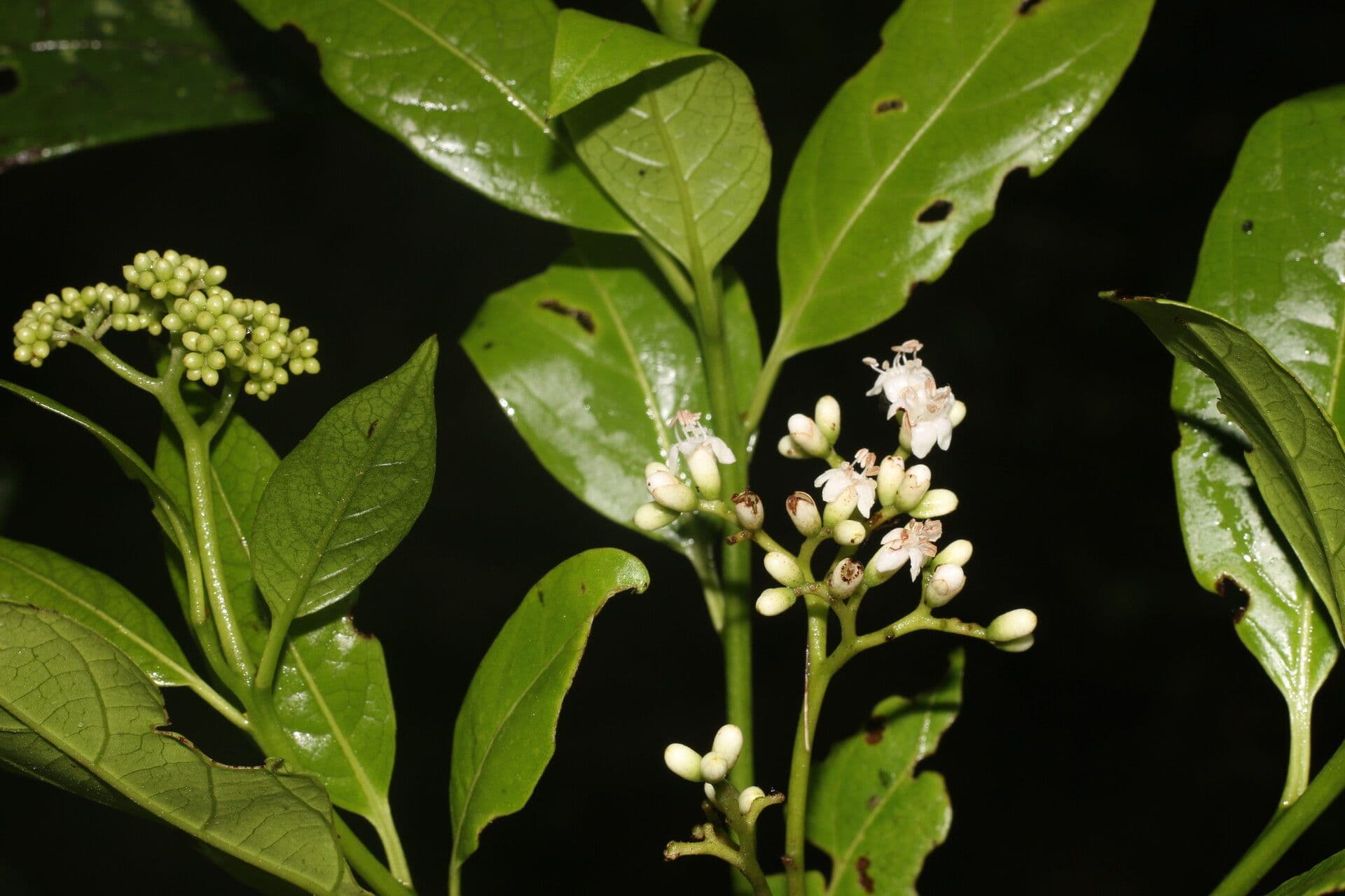 Cordia