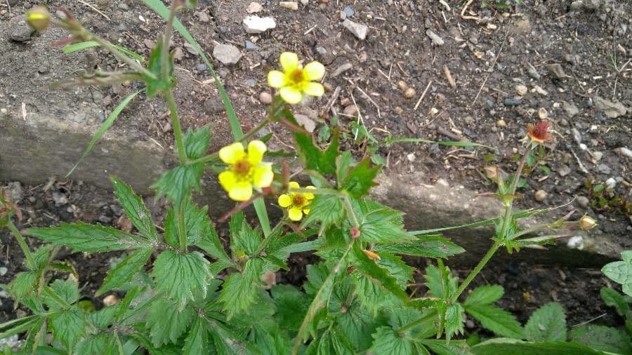 Geum de Alepo 9