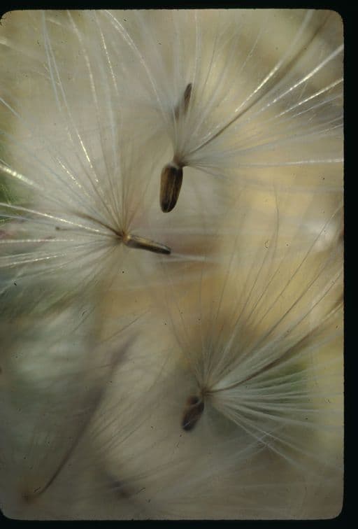Cardo ondulato 3