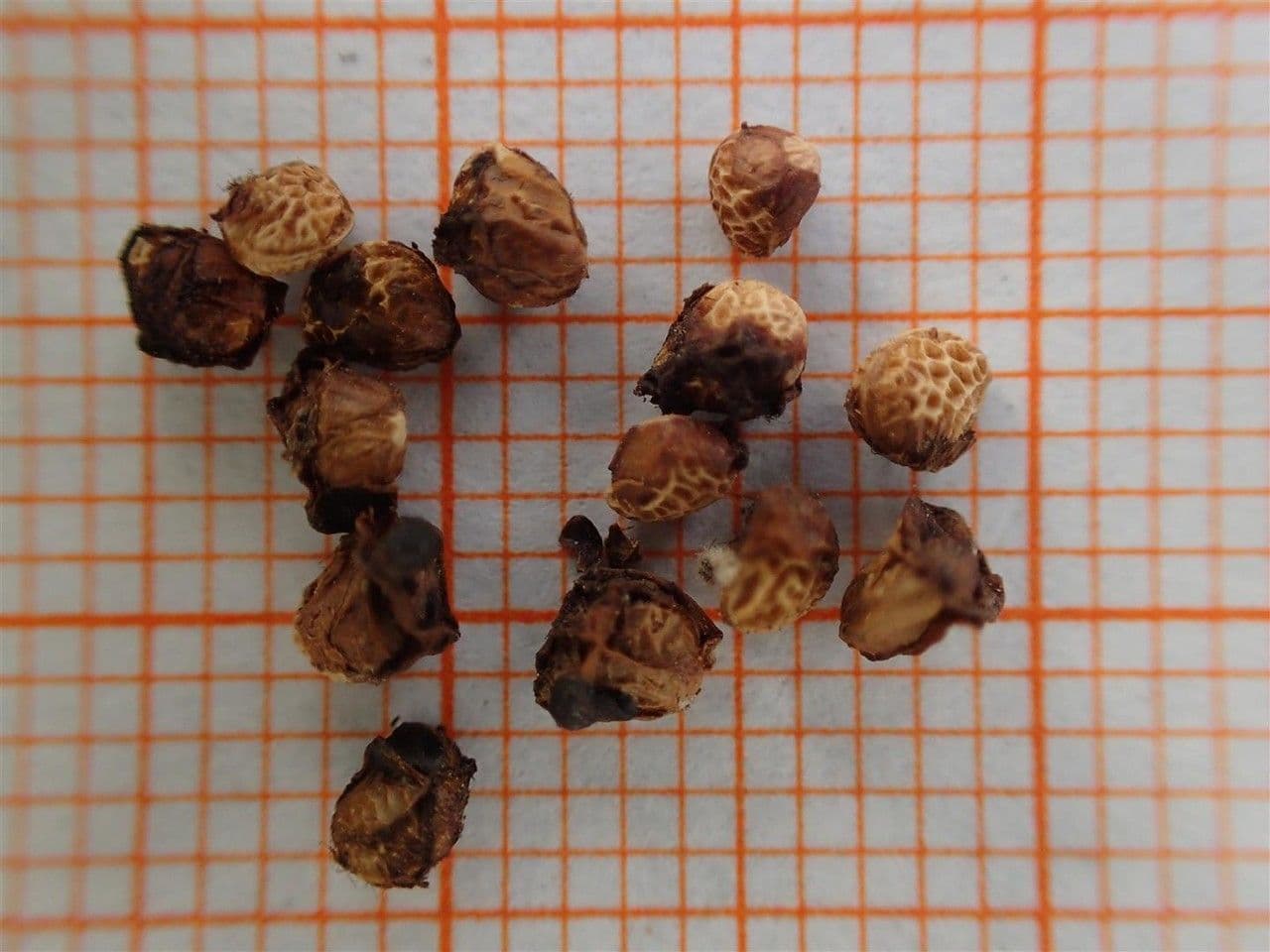 Schlitzblättrige Brombeere 28