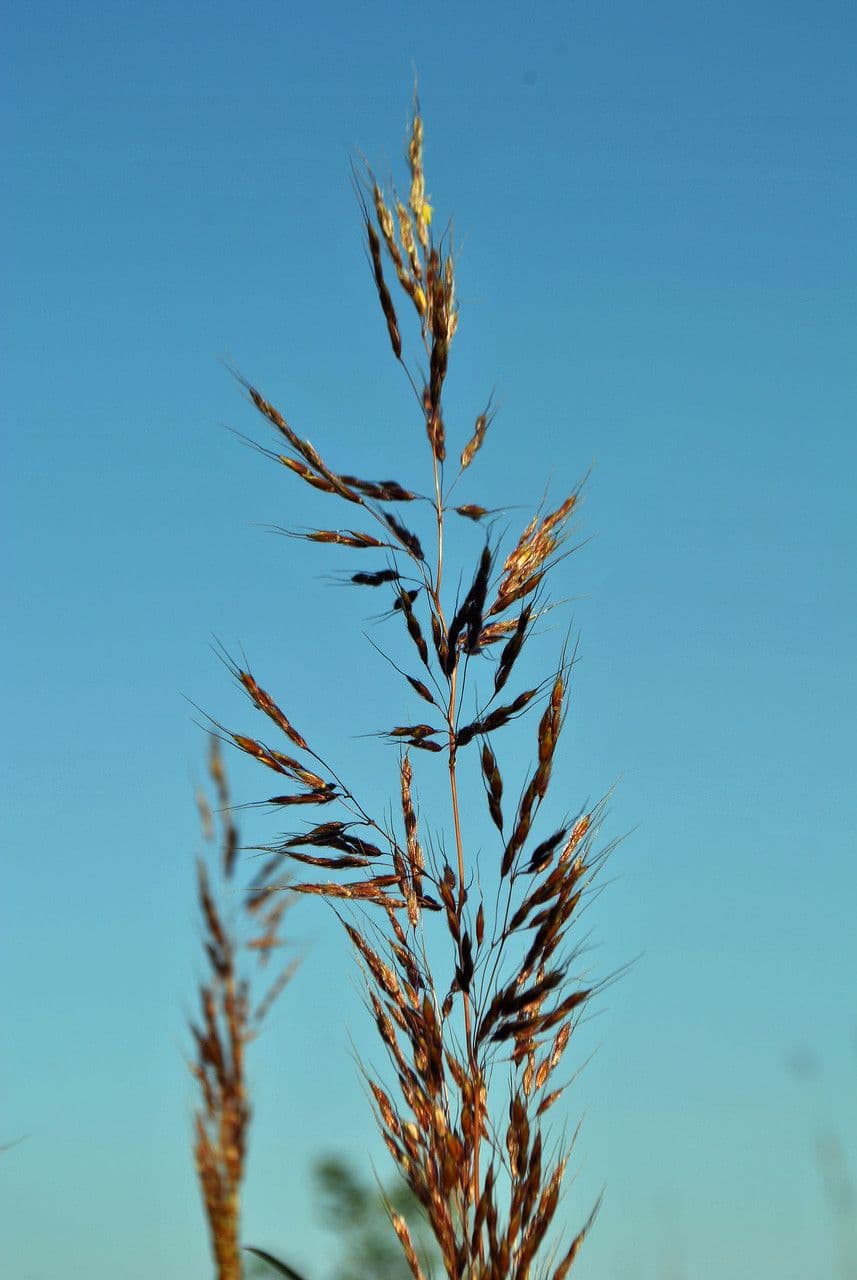 Sorghastrum nutans 6