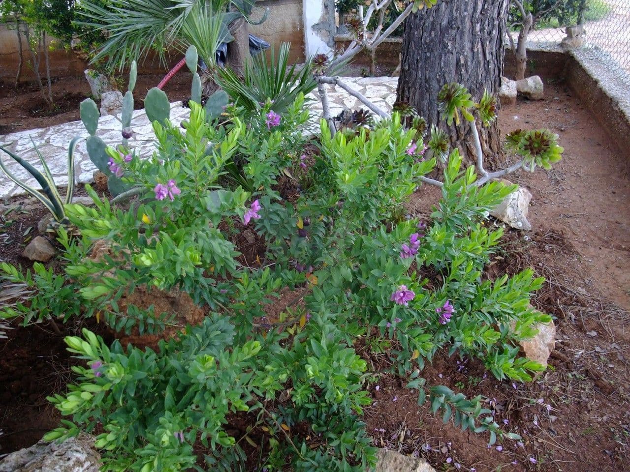 Myrtenblättrige Kreuzblume 11