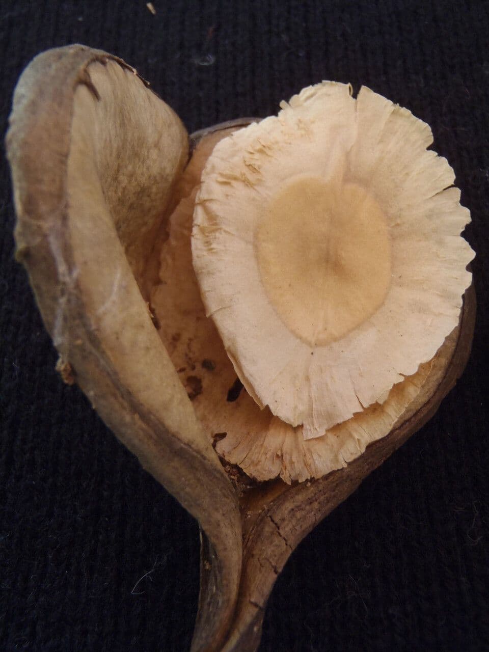 Aspidosperma 5