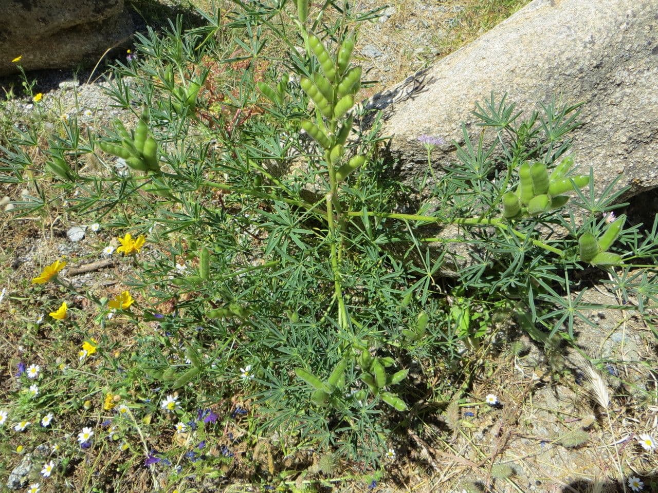 Schmalblättrige Lupine 11
