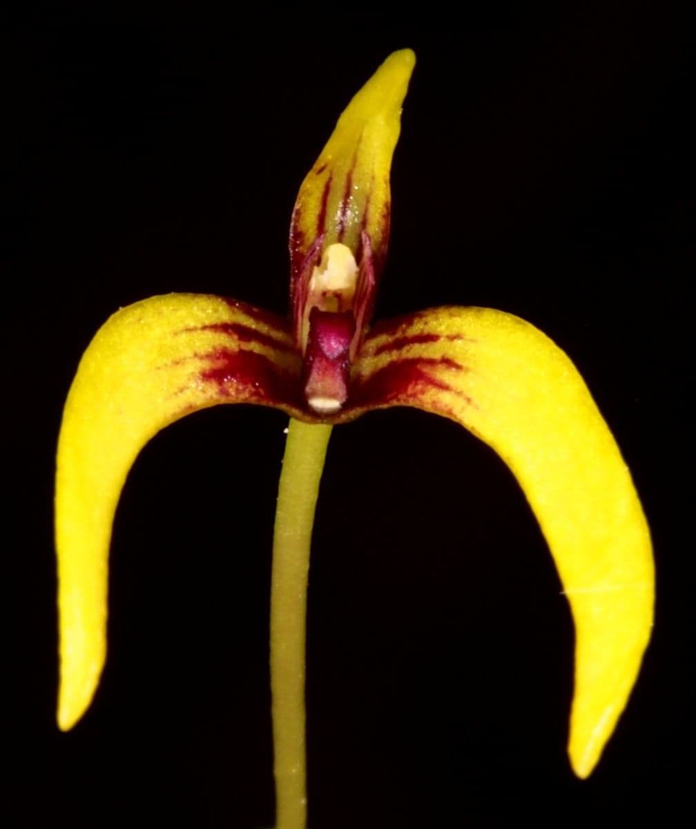Bulbophyllum 5