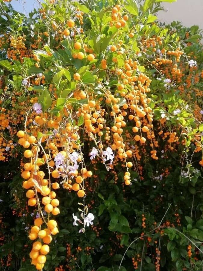 Duranta erecta
