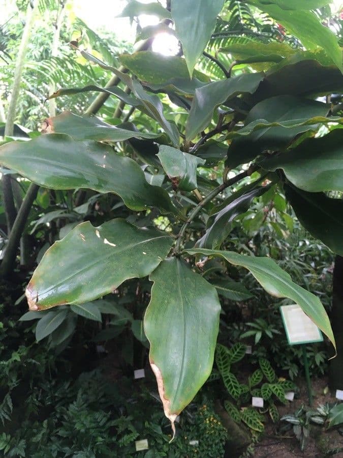 Costus africano 11