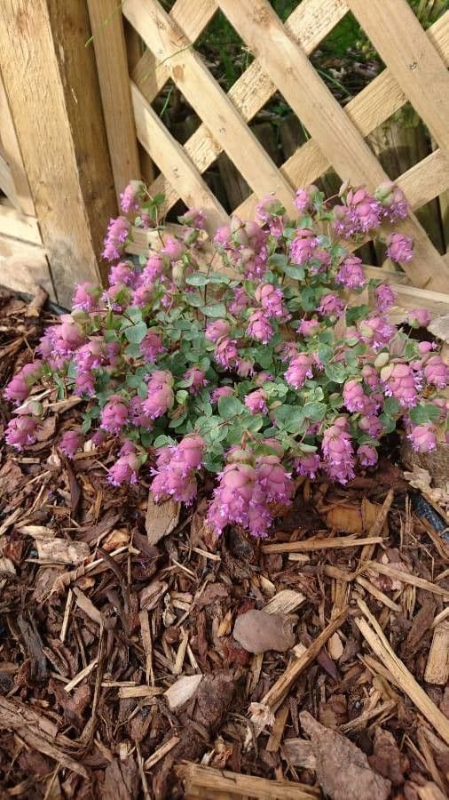 Oregano
