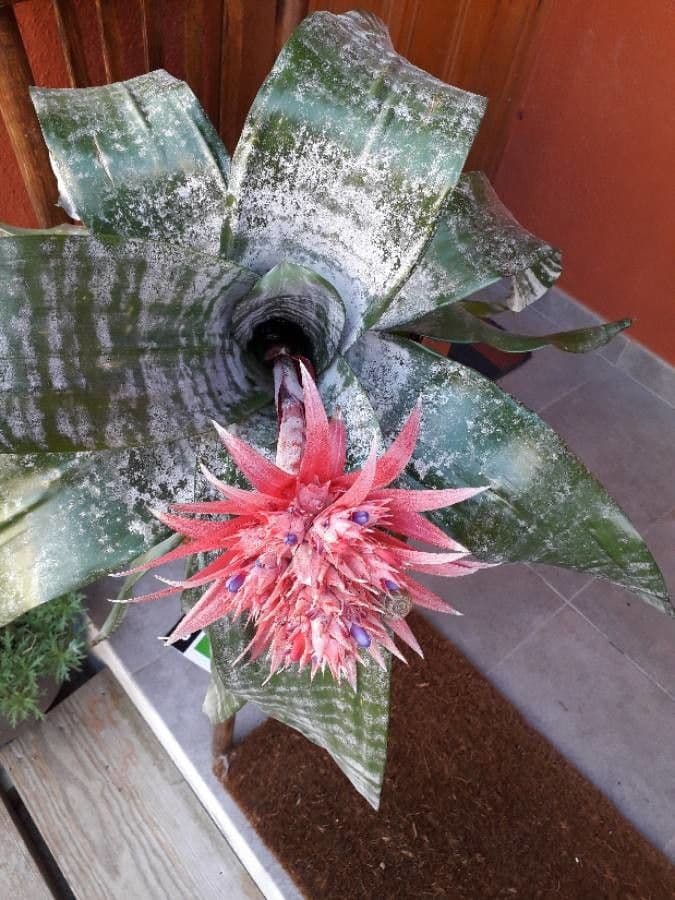 Aechmea 7