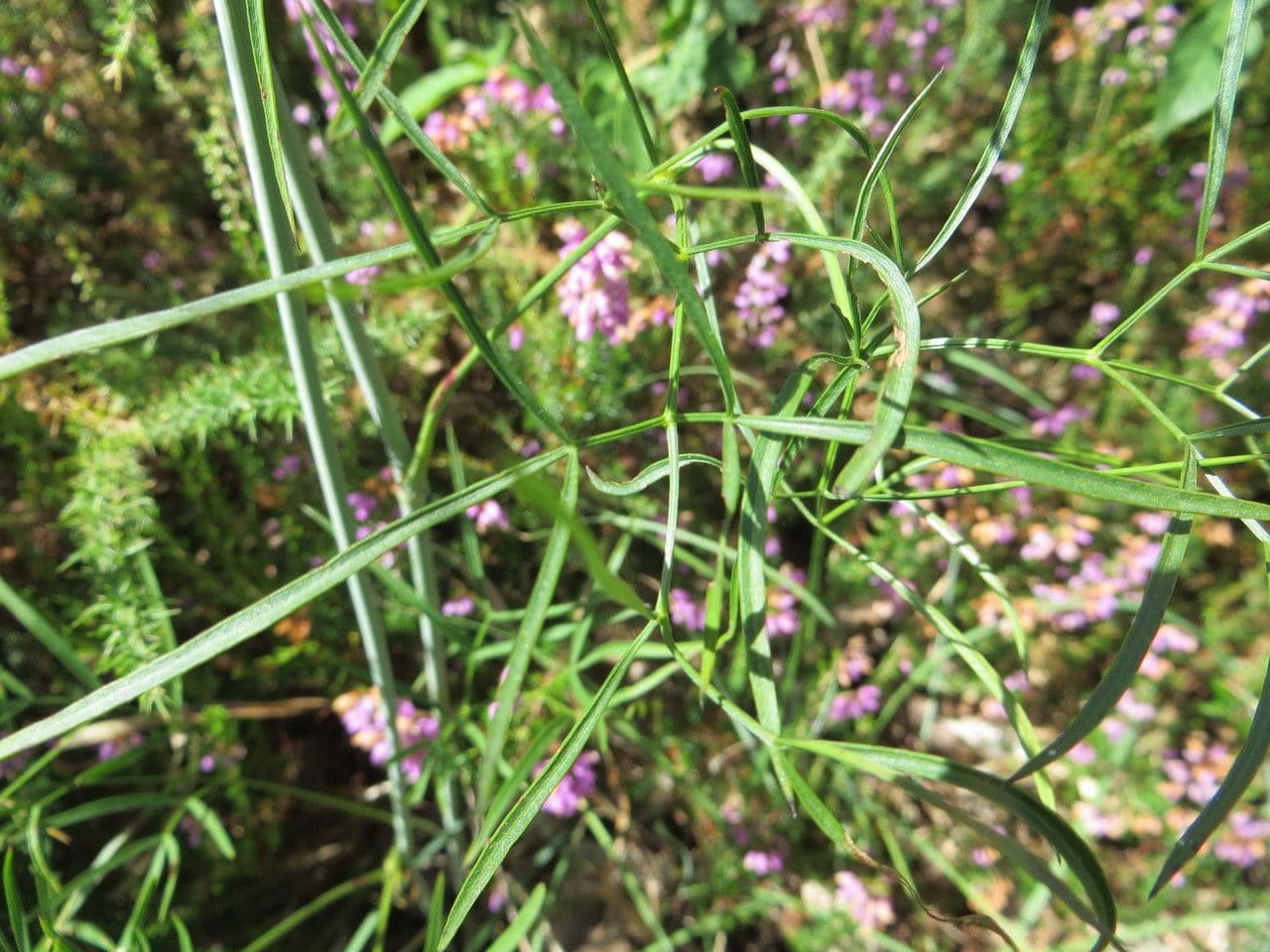 Peucedano gallico 15