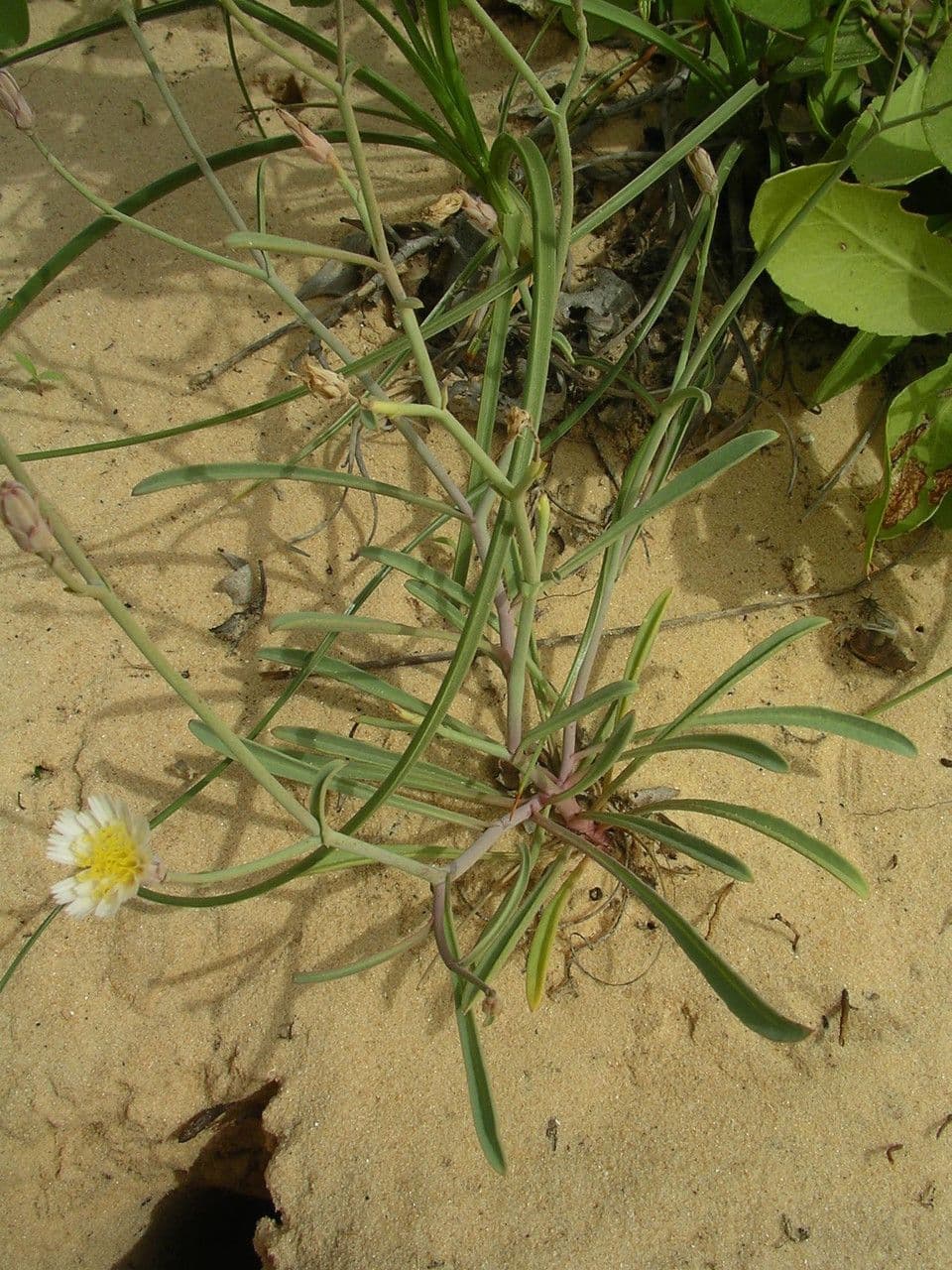 Launaea 5