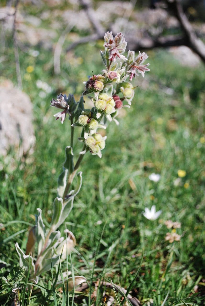 Cynoglossum dioscoridis 2