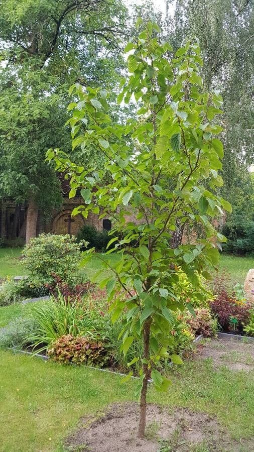 Taschentuchbaum 11